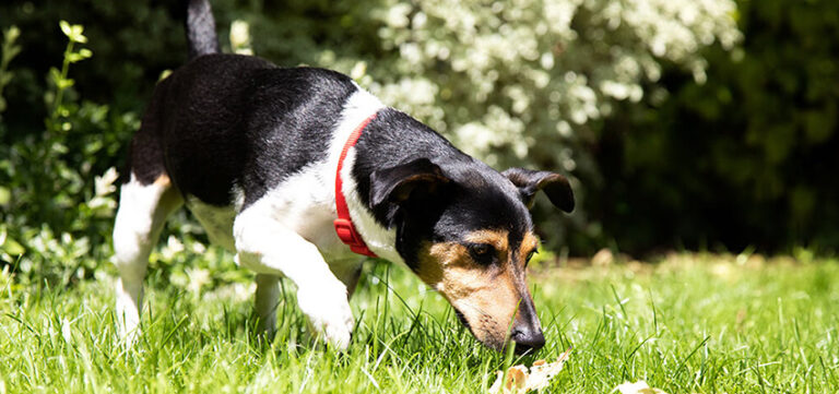 Dog Waste- Why a Clean Yard is Essential for Your Dog and Family's Health