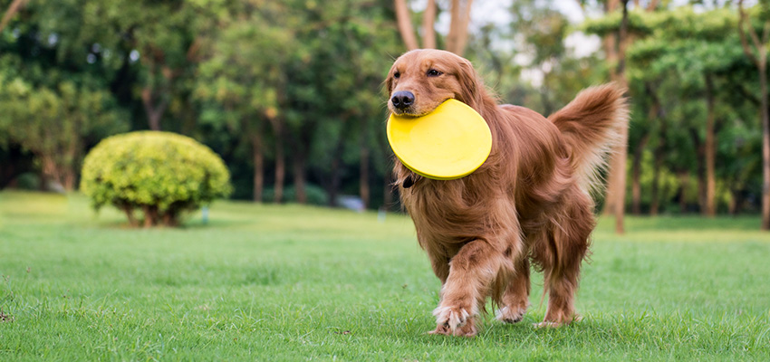 HowOftenShouldYouScoopYourYard