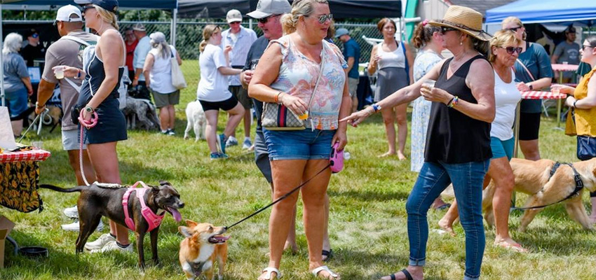 Keeping Pet-Friendly Events Clean and Enjoyable