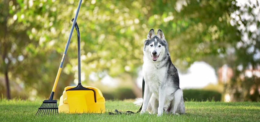 The Essential Guide to Commercial Pet Waste Removal